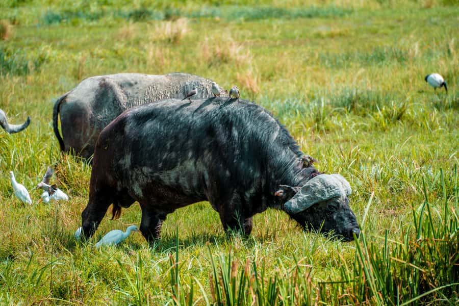 Arusha National Park Day Tour with All-Inclusive - Small Serengeti and the chance to spot the classics