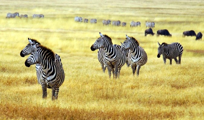 Arusha National Park Day Trip - Quick Take: Who This Trip Fits (and Who It Might Not)