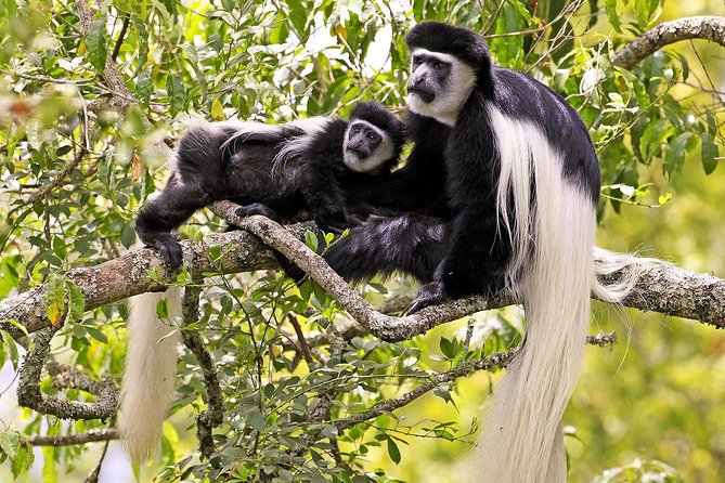 Arusha National Park Day Trip - Key Highlights You’ll Actually Care About