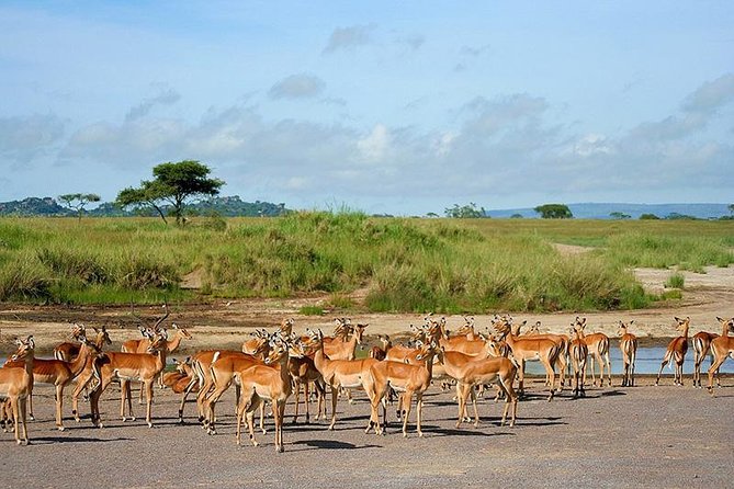 Arusha National Park Day Trip - Mount Meru Crater: Why This On-Foot Finish Matters