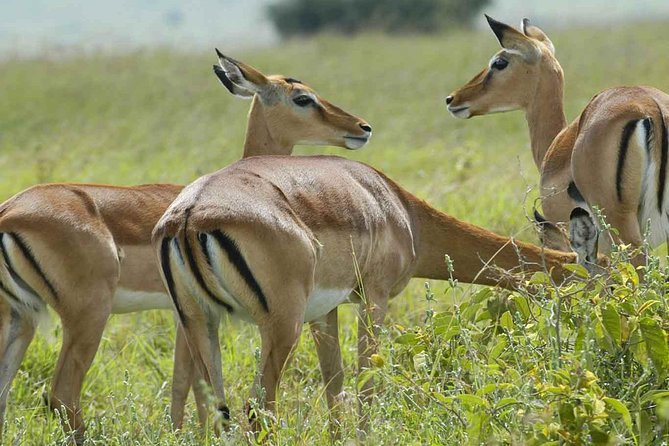 Arusha National Park Day Trip - The Transition Back to the Jeep and Deeper Park Views