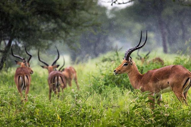 Arusha National Park Day Trip - Price and What You Really Get for $300