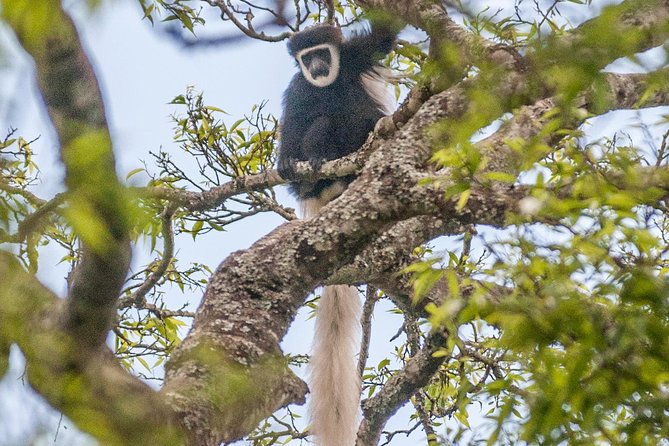 Arusha National Park Day Trip - Arusha National Park Is Close Enough to Feel Effortless