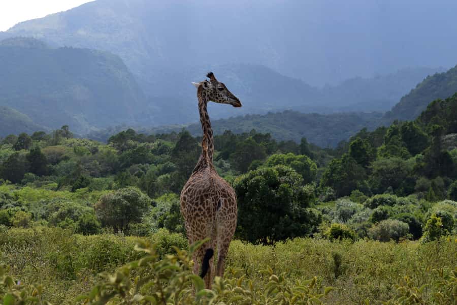 Arusha National Park Full-Day Safari - The Second Game Drive: Where Elephants and More Variety Can Appear