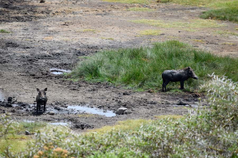 Arusha National Park Full-Day Safari - What’s Special About Arusha National Park in One Day