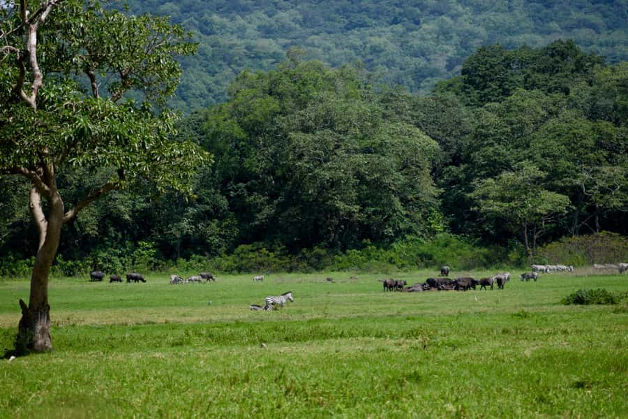 Arusha National Park Full-Day Safari - Price, Value, and How to Judge the $195 Per Person