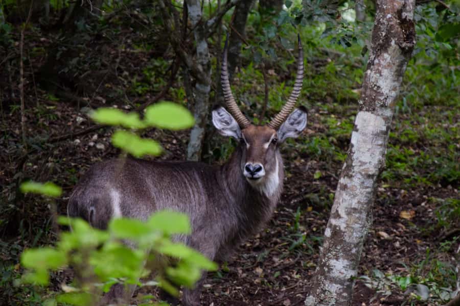 Arusha National Park Full-Day Safari - Who This Safari Fits Best (and Who Might Want a Different Plan)