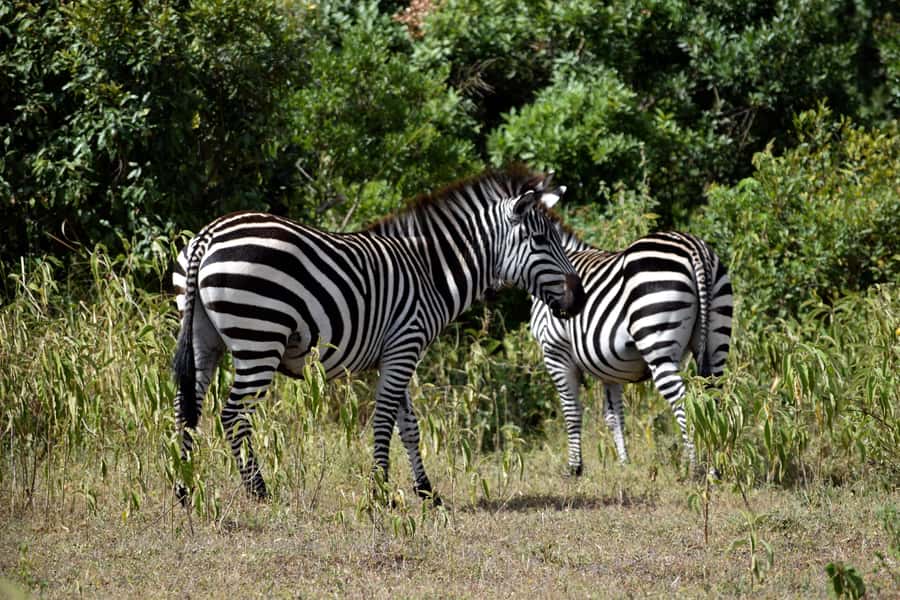 Arusha National Park Full-Day Safari - Pickups in Arusha and How Vehicle Choice Changes Your Day