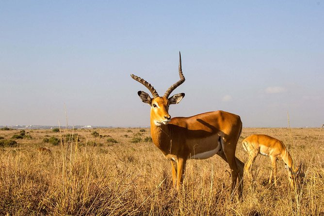 Arusha National Park Guided Day Tour from Arusha - Afternoon Game Drive: Cape Buffalo, Giraffes, Zebras, and Monkeys