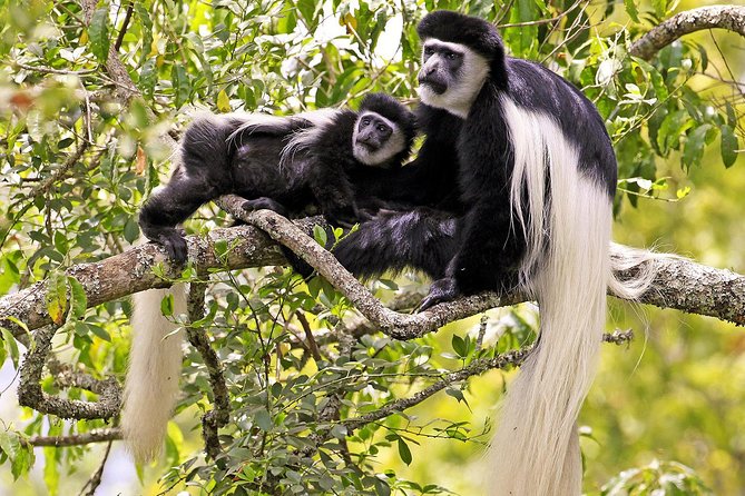 Arusha National Park Guided Day Tour from Arusha - Your Guide and the Human Side of the Day