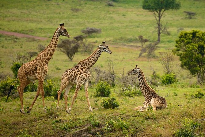 Arusha National Park Guided Day Tour from Arusha - Pickup at 8:00 am and the Ride Into the Park