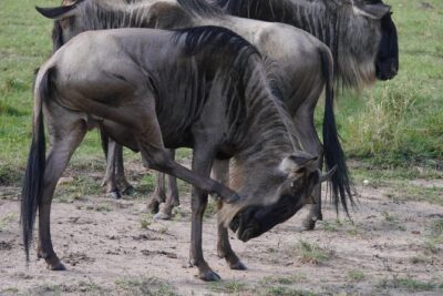 Arusha National Park Half Day Tour