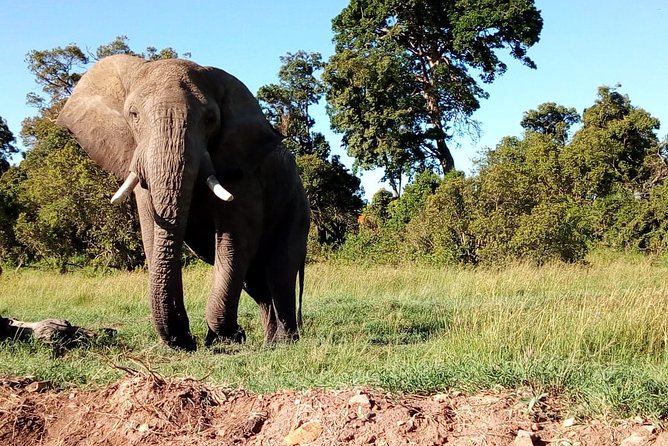 Arusha National Park Half Day Tour - Price and Value: Is $197.31 a Fair Deal?