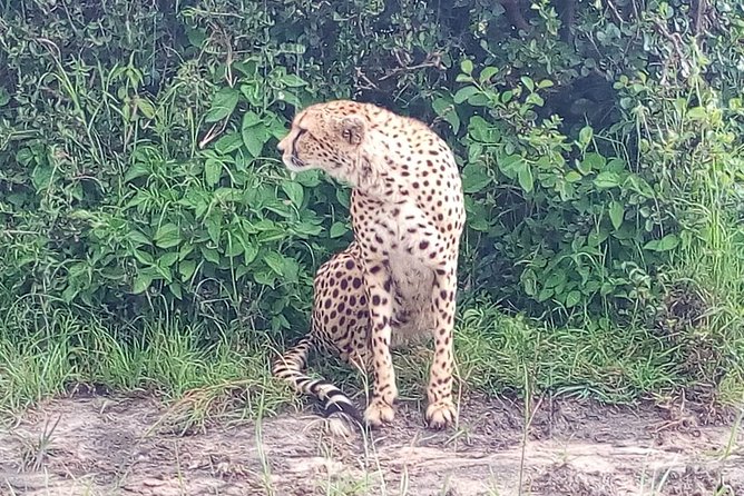 Arusha National Park Half Day Tour - Practical Tips to Get More From Your Half-Day Safari