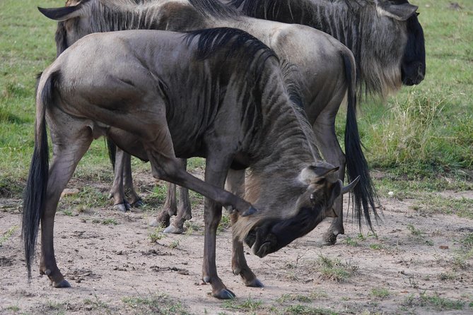 Arusha National Park Half Day Tour - Spotting Wildlife Fast: What You Can Expect During the Game Drive