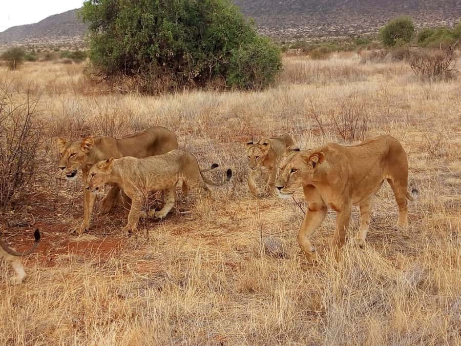Arusha National Park: Private Jeep Tour - Walking Sections Through the Park, Why It Changes Everything