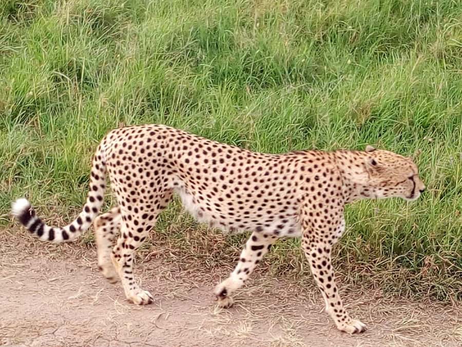 Arusha National Park: Private Jeep Tour - Birdwatching Targets: Tro gons and the Starling Variety