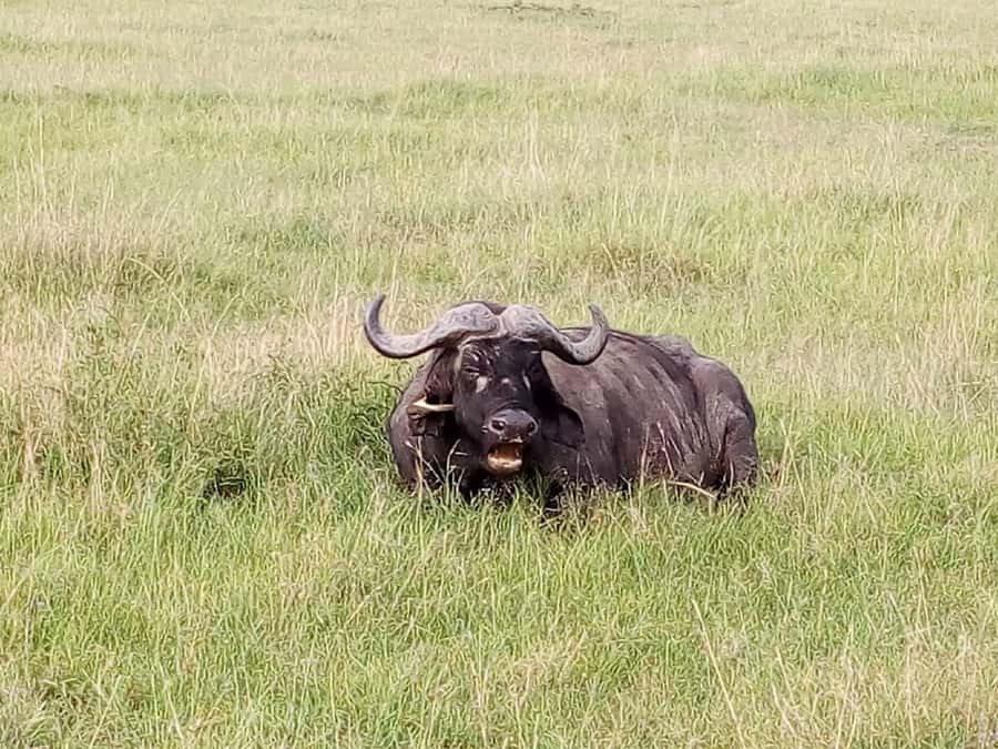 Arusha National Park: Private Jeep Tour - Leopard Odds and How to Keep Expectations Real