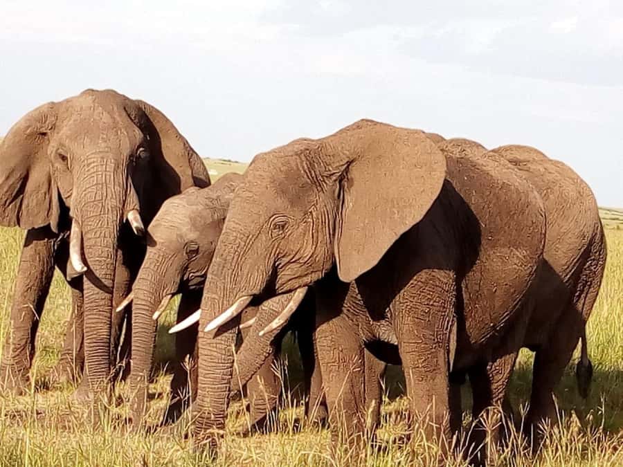 Arusha National Park: Private Jeep Tour - Price and Value: $200 Plus Park Entrance Fees