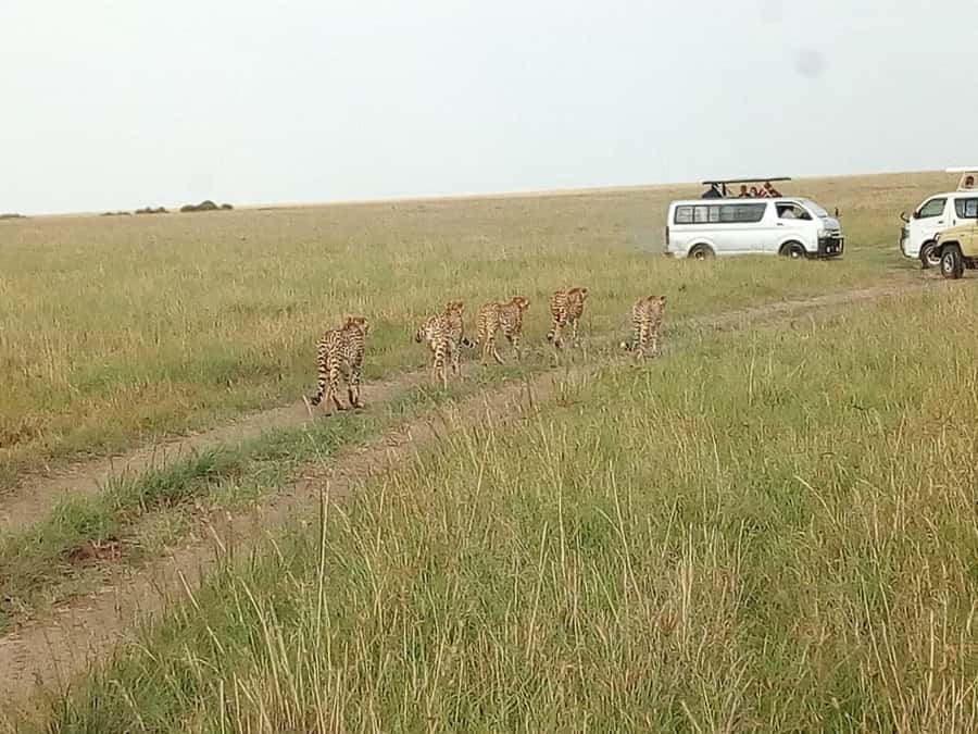 Arusha National Park: Private Jeep Tour - Who This Tour Suits Best (And Who Might Want Something Different)