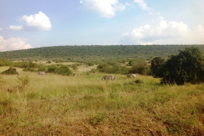 Arusha National Park Safari by Jeep - Wildlife you can realistically hope to see in Arusha
