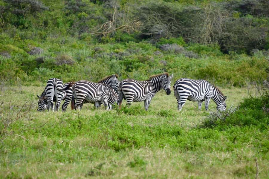 Arusha National Park: Walking Safari and Game Drive - First Game Drive: Spotting Wildlife Across Arusha’s Mix of Habitats