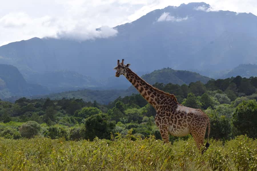 Arusha National Park: Walking Safari and Game Drive - Mt. Meru Base Camp Trek vs the Easier 3-Hour Hike