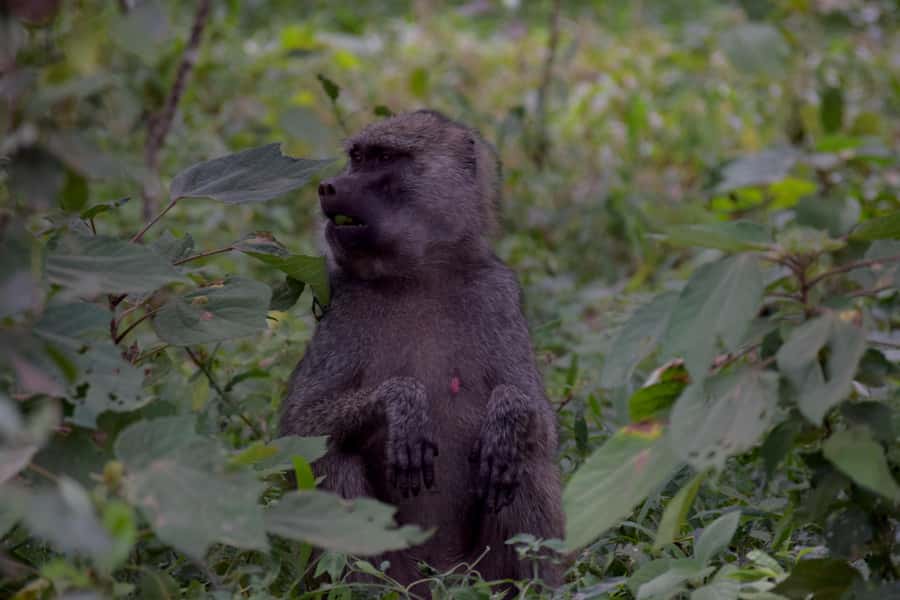 Arusha National Park: Walking Safari and Game Drive - Picnic Lunch Inside the Park, Then Another Game Drive
