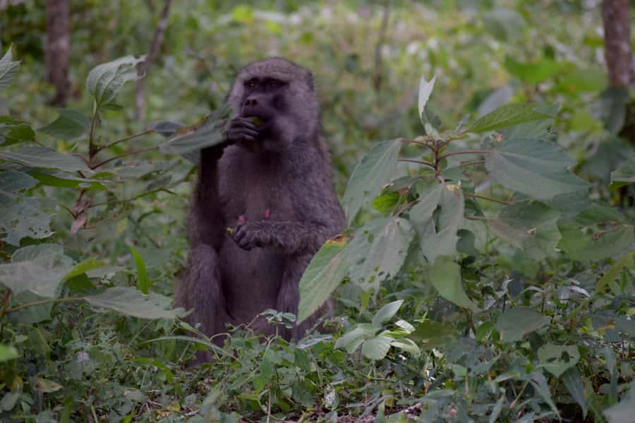 Arusha National Park: Walking Safari and Game Drive - Van vs 4x4 Safari Vehicle: Why the Vehicle Choice Changes Everything