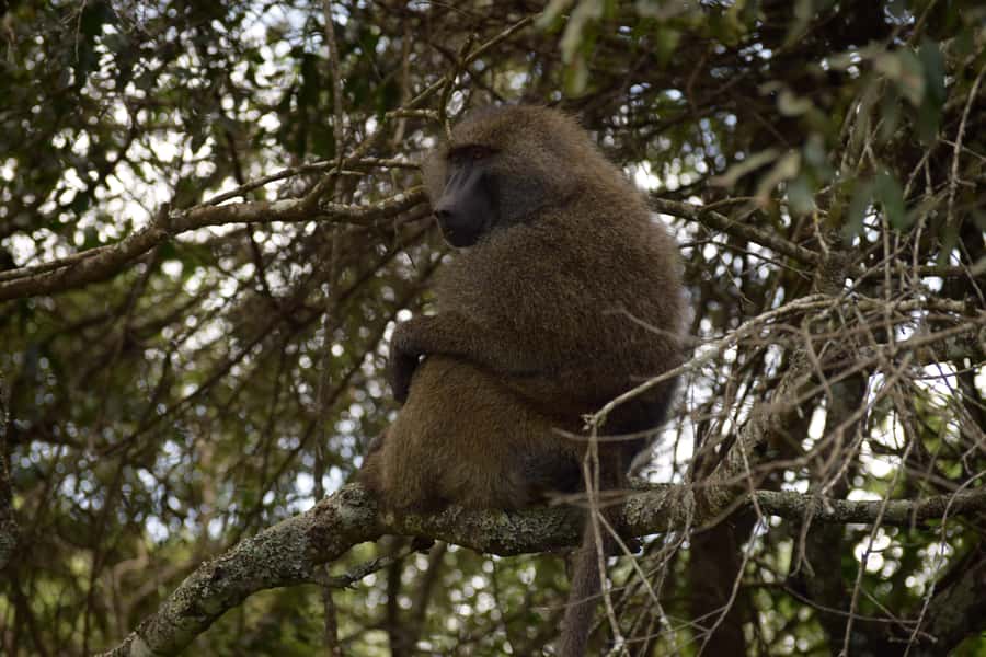 Arusha National Park: Walking Safari and Game Drive - Who This Tour Suits Best (And Who Might Want to Rethink It)