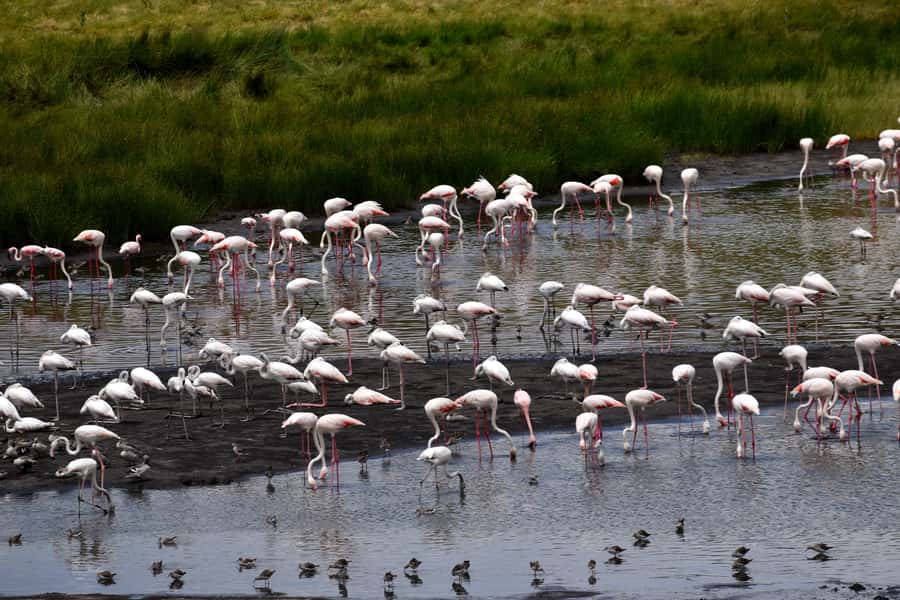 Arusha National Park: Walking Safari and Game Drive - Small Details That Make the Day Easier