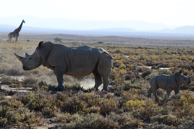 Arusha: Private 3 Day Safari Tarangire, Ngorongoro, Lake Manyara - Day 2 Ngorongoro Crater, the Big Five chance in a bowl of wildlife