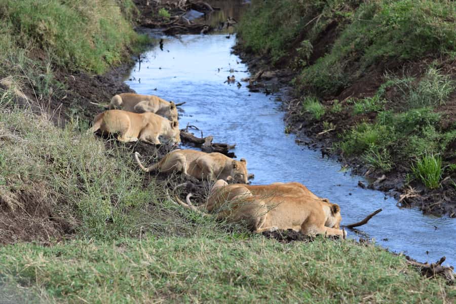 Arusha: Serengeti and Ngorongoro Multi-Day Camping Safari - The Landrover with pop-up roof, and how to use it well