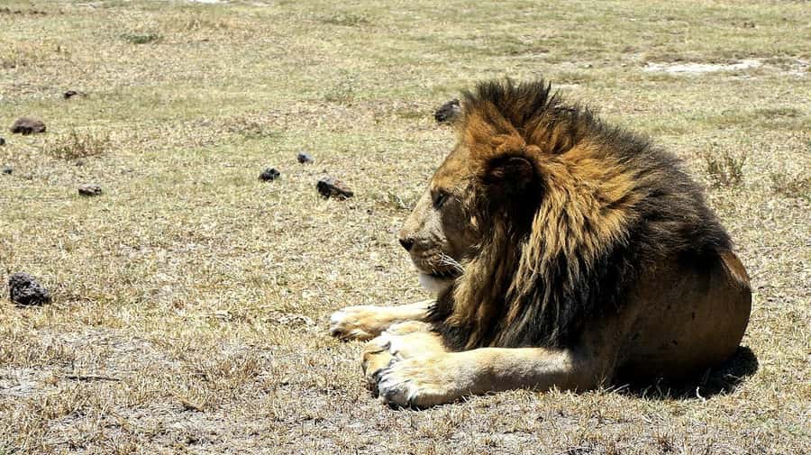 Arusha: Serengeti and Ngorongoro Multi-Day Camping Safari - Price and value: what $950 includes, and where costs can appear