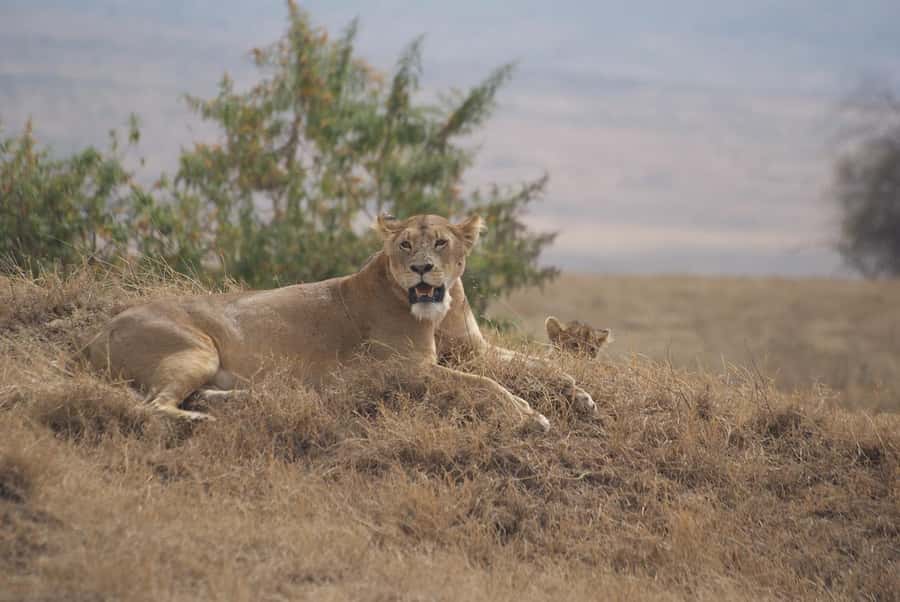 Arusha: Serengeti and Ngorongoro Multi-Day Camping Safari - Should you book the Arusha, Serengeti, and Ngorongoro camping safari?