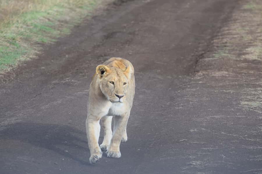 Arusha: Serengeti and Ngorongoro Multi-Day Camping Safari - Serengeti drives, migration timing, and realistic Big Five expectations