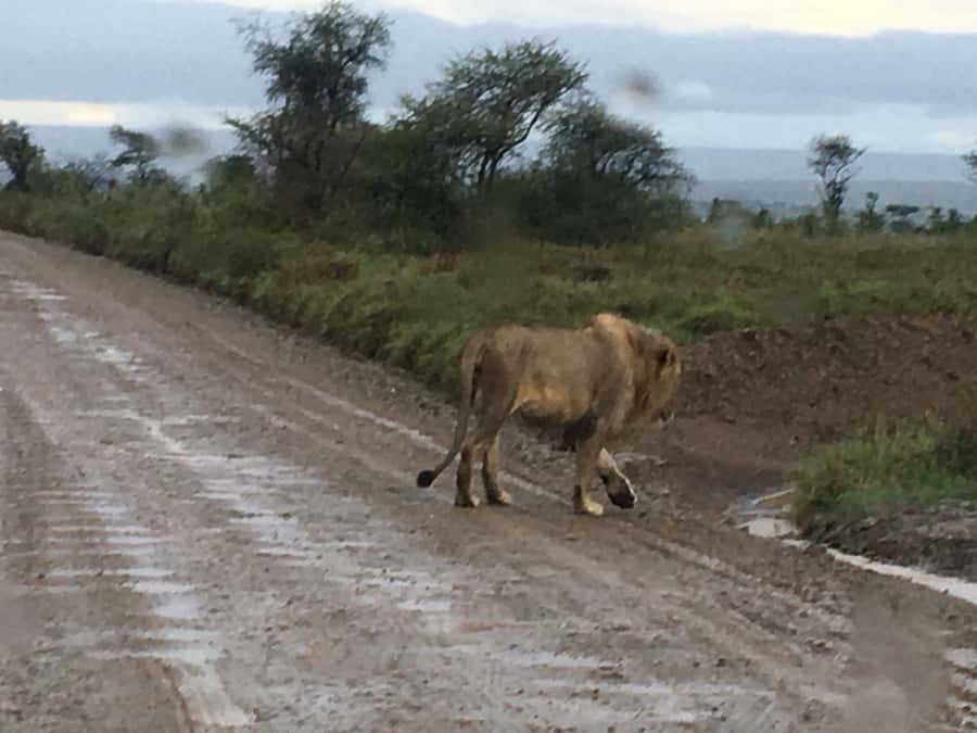 Arusha: Tarangire National Park Full-Day Wildlife Safari - Key highlights you’ll actually feel