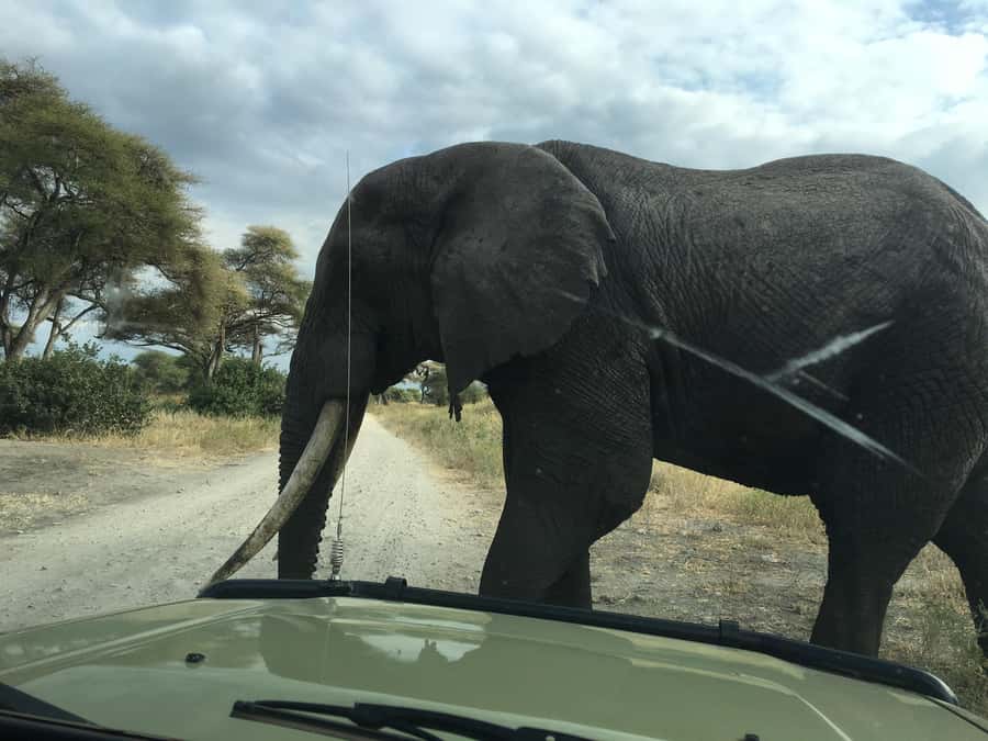 Arusha: Tarangire National Park Full-Day Wildlife Safari - Your day plan: pickup, park time, lunch break, then more wildlife