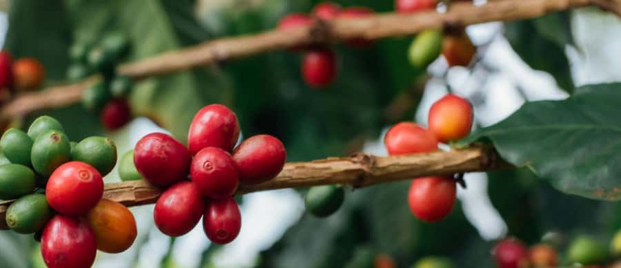 Arusha: Traditional Coffee Preparation(coffee tour) - Key highlights I’d put on your short list