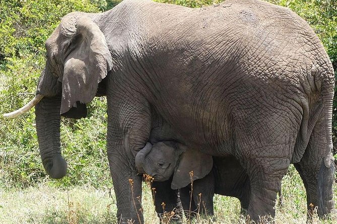 Best 3 days Tanzania shared Safari Tarangire Ngorororo Manyara - Where this 3-day safari fits in your Tanzania plan