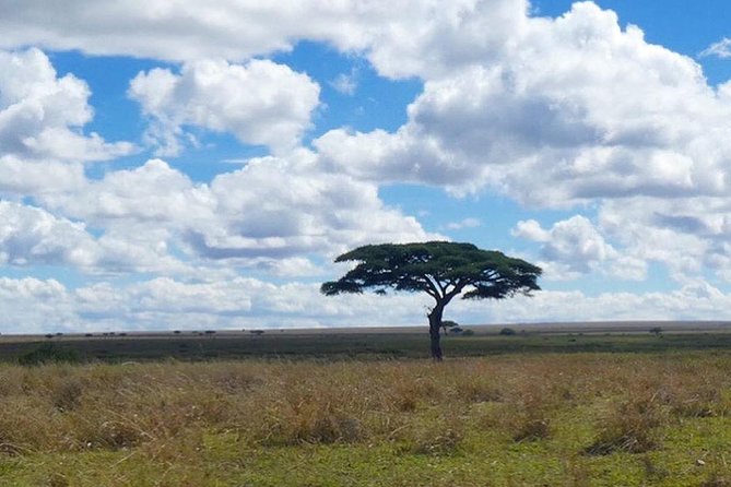 Best 3 days Tanzania shared Safari Tarangire Ngorororo Manyara - Meals and hydration: what’s included, and what you’ll want to add