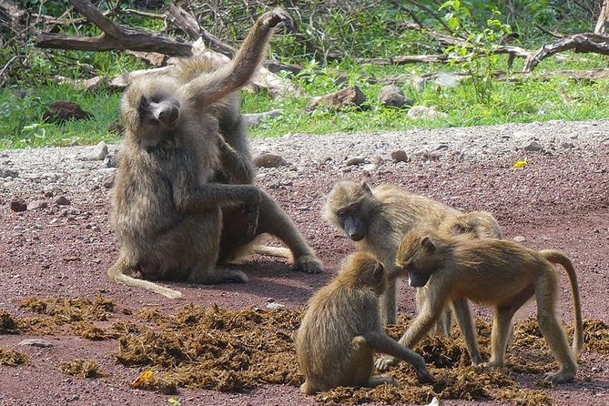 Best 3 days Tanzania shared Safari Tarangire Ngorororo Manyara - Shared safari pacing: small group size changes the whole feel