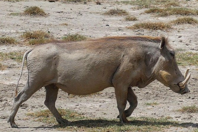 Best 3 days Tanzania shared Safari Tarangire Ngorororo Manyara - Day 2, Ngorongoro Crater: why the early arrival is the whole game