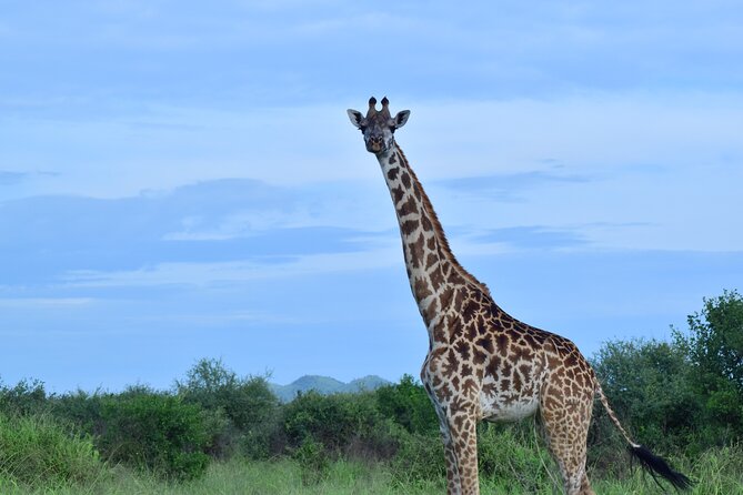 Best 5 days Tanzania midrange group joining safari tour - Ngorongoro Conservation Area and crater-rim lodge: where the views change your mood