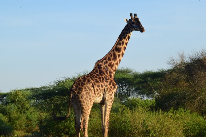 Best 5 days Tanzania midrange group joining safari tour - Price and value: what $2,629 buys you in real safari terms