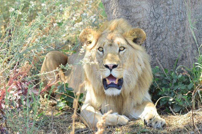 Best 5 Days Tanzania Private Luxury Safari with luxury Lodges - Key points that make this safari special