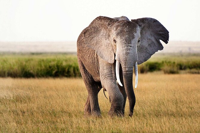 Best 5 Days Tanzania Private Luxury Safari with luxury Lodges - Days 2 and 3 Central Serengeti: real plains time
