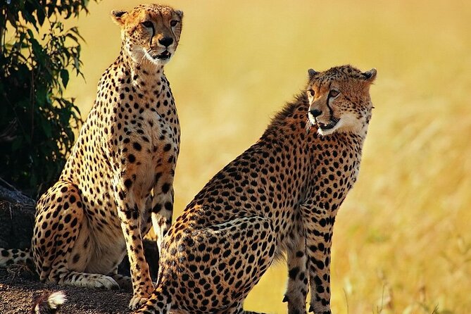 Best 5 Days Tanzania Private Luxury Safari with luxury Lodges - Day 4 Serengeti to Ngorongoro rim: the crater countdown begins