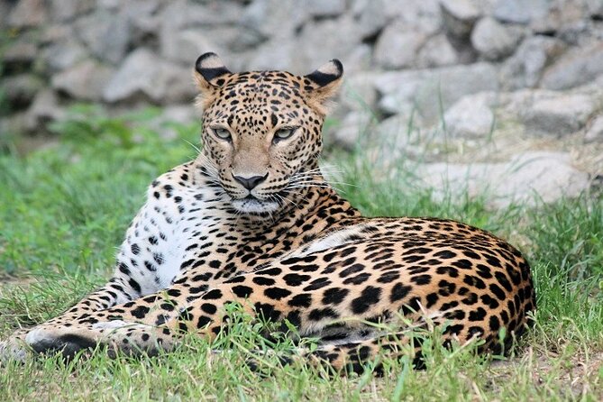 Best 5 Days Tanzania Private Luxury Safari with luxury Lodges - Price and what $3,174 per person really buys you