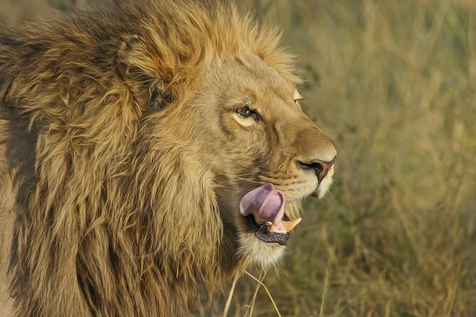 Best 7 Day 6-Night Tanzania Big Five Midrange Private Safari - Key highlights to know before you go